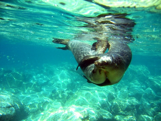  Swimming with sea lions 